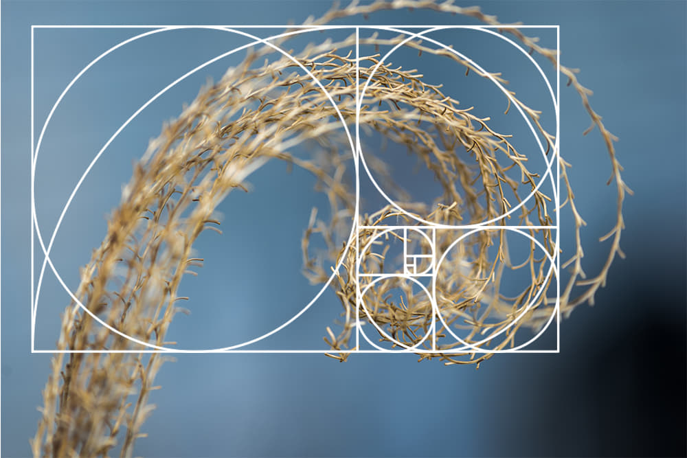 A proporción áurea na natureza